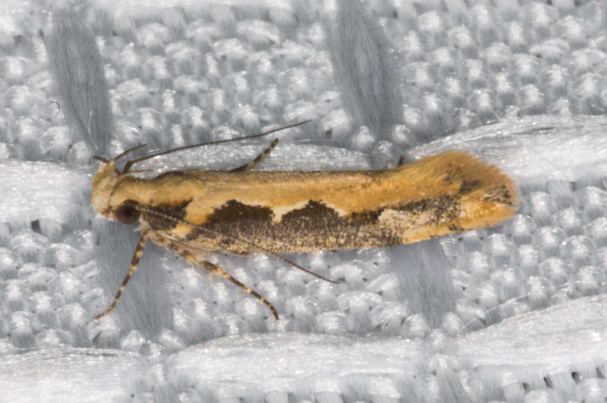 Image of Moth