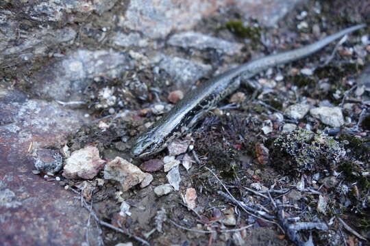 Image of Spotted Skink