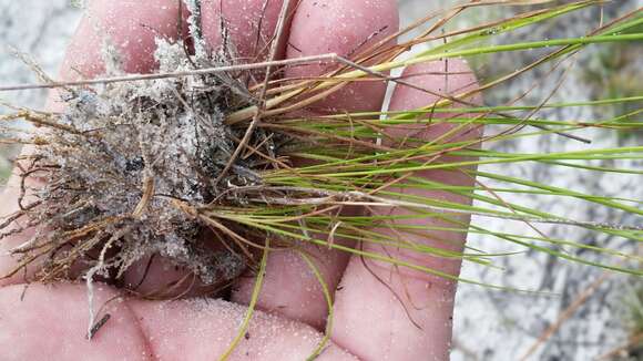 Image of Fernald's Beak Sedge