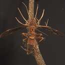Image de Ophiocordyceps humbertii (C. P. Robin) G. H. Sung, J. M. Sung, Hywel-Jones & Spatafora 2007