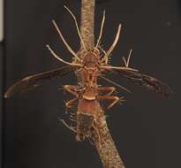 Image of Ophiocordyceps humbertii (C. P. Robin) G. H. Sung, J. M. Sung, Hywel-Jones & Spatafora 2007