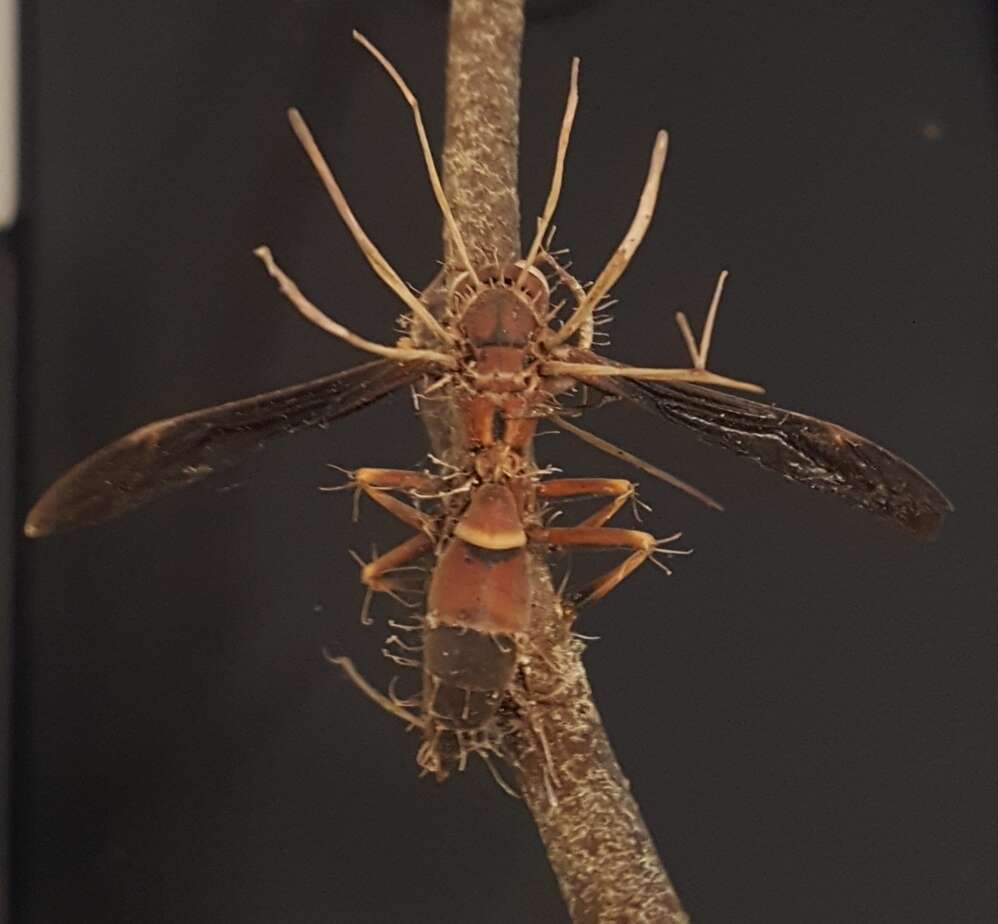 Image of Ophiocordyceps humbertii (C. P. Robin) G. H. Sung, J. M. Sung, Hywel-Jones & Spatafora 2007