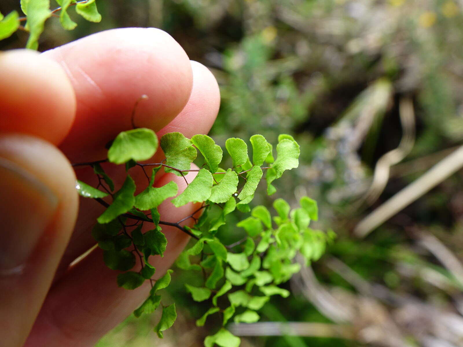 Image of Adiantum aethiopicum L.