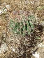 Image of Ferocactus latispinus (Haw.) Britton & Rose