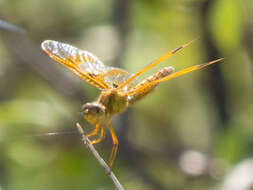 Image of Mexican Amberwing