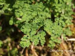 Image of Thalictrum myriophyllum Ohwi