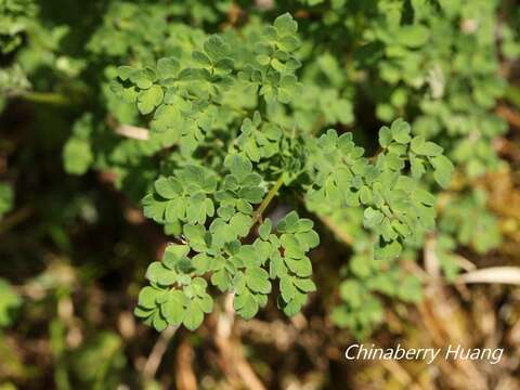 Imagem de Thalictrum myriophyllum Ohwi