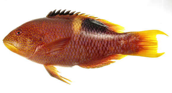 Image of Golden-spot hogfish