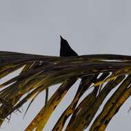 Image of New Caledonian Crow