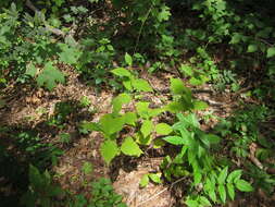 Image de Persicaria virginiana (L.) Gaertner