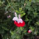 Imagem de Salvia jamensis J. Compton