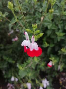 Image of Salvia jamensis J. Compton