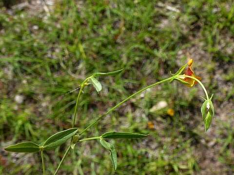 Image of Zornia dyctiocarpa var. dyctiocarpa