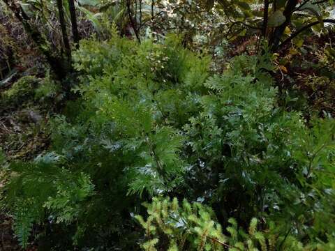 Image de Hymenophyllum dilatatum (G. Forst.) Sw.