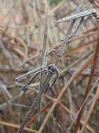 Truxalis nasuta (Linnaeus 1758) resmi