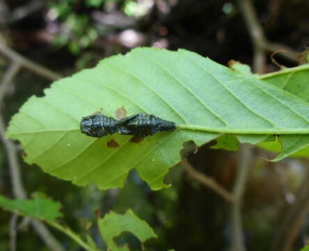 Image of Alder Leaf Beetle