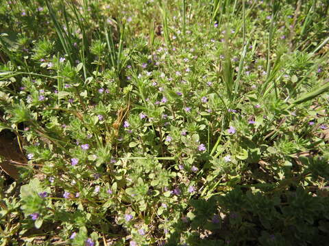 Слика од Pogogyne serpylloides (Torr.) A. Gray