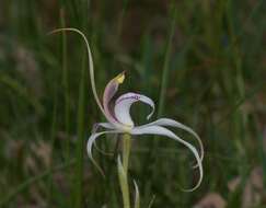 Image of Caladenia pumila R. S. Rogers