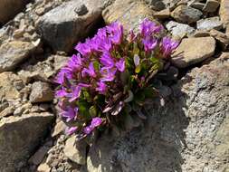 Image of alpine springbeauty