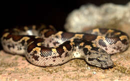 Image of Common Sand Boa