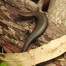 Image of Southern Forest Cool-skink