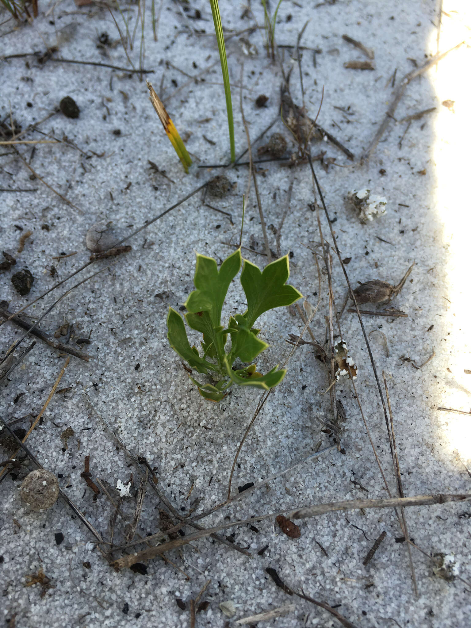 Image of wedgeleaf eryngo