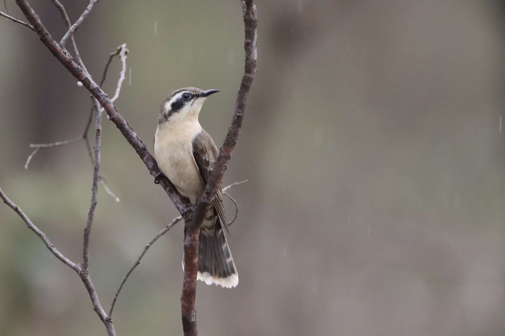 Image of Black-eared Cuckoo