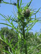 Image de Cirsium pendulum Fisch. ex DC.