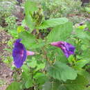 Sivun Ipomoea tacambarensis E. Carranza kuva