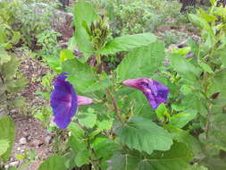 Ipomoea tacambarensis E. Carranza的圖片