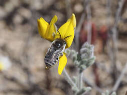 Image of Eucera maroccana (Dusmet & Alonso 1928)