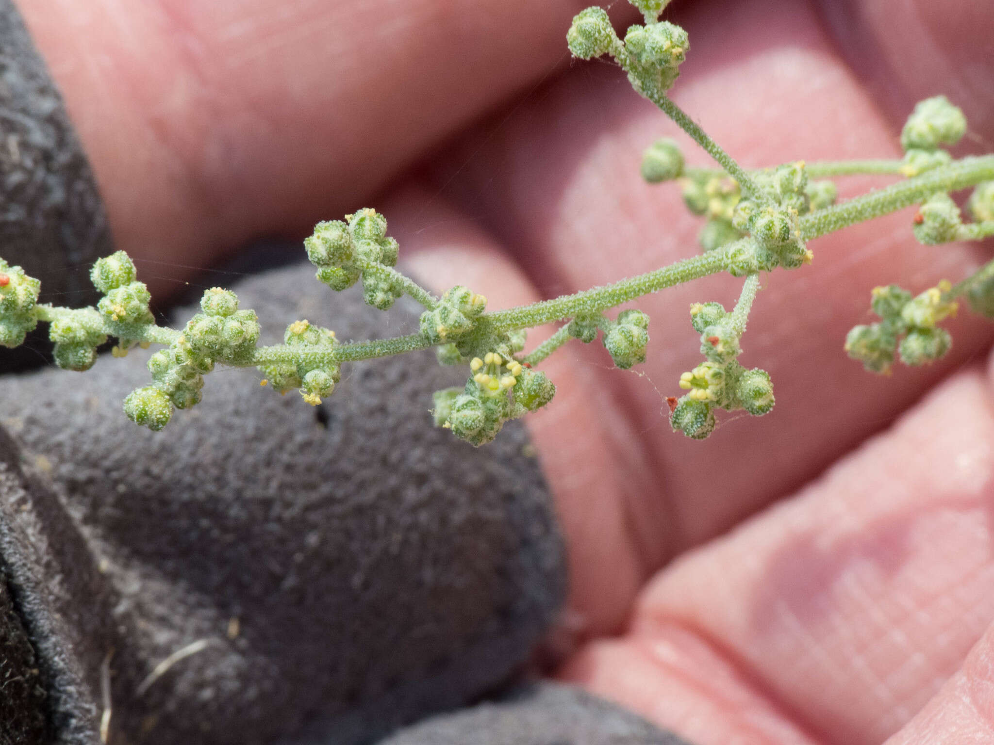 Image of Fremont's Goosefoot