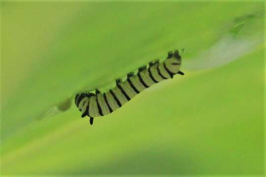 Image of Danaus (Anosia) plexippus subsp. portoricensis Clark 1941