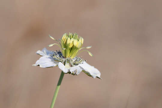 Nigella arvensis subsp. arvensis的圖片