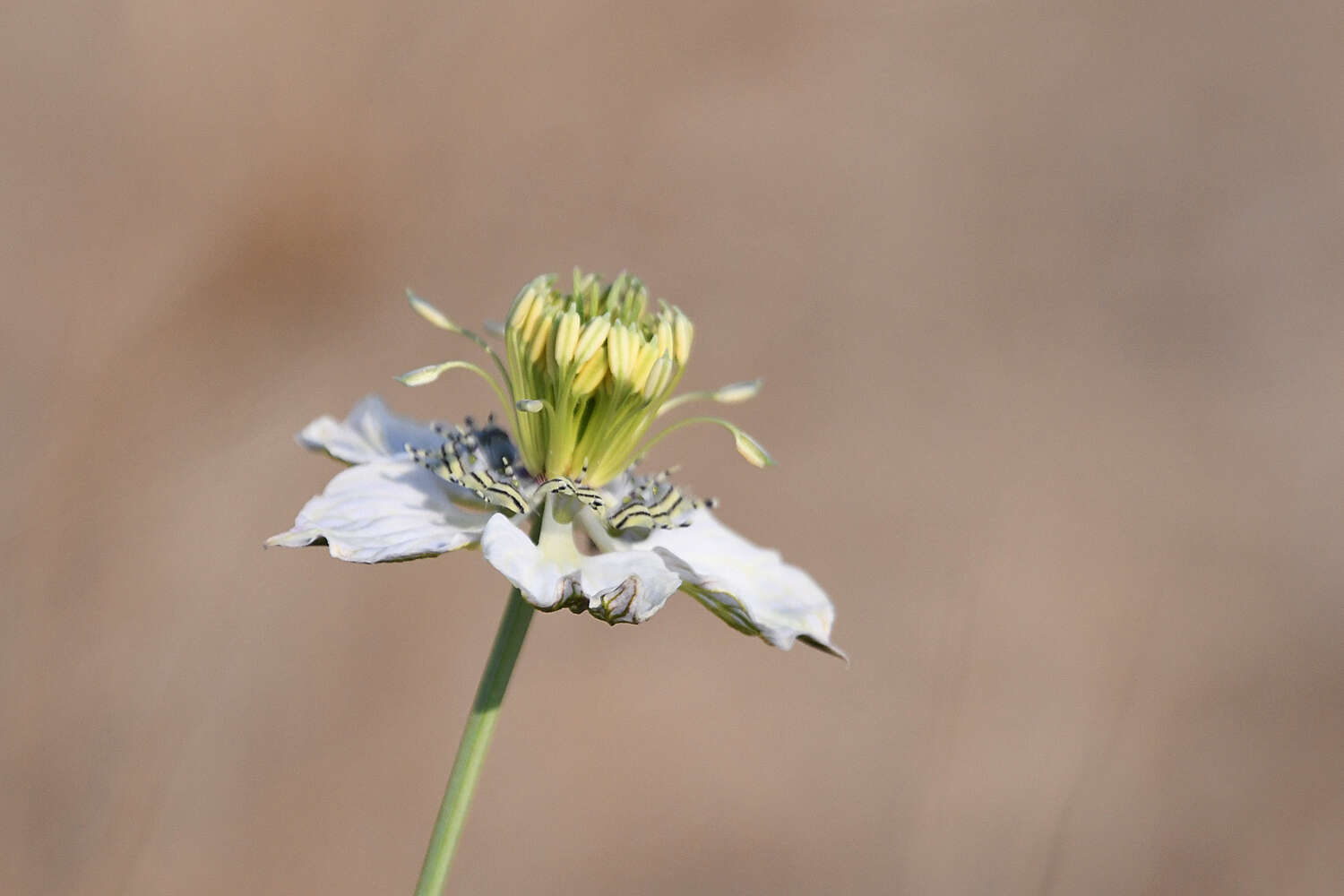 Image of Nigella arvensis subsp. arvensis