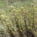 Image of Hylotelephium telephium subsp. ruprechtii (Jalas) H. Ohba