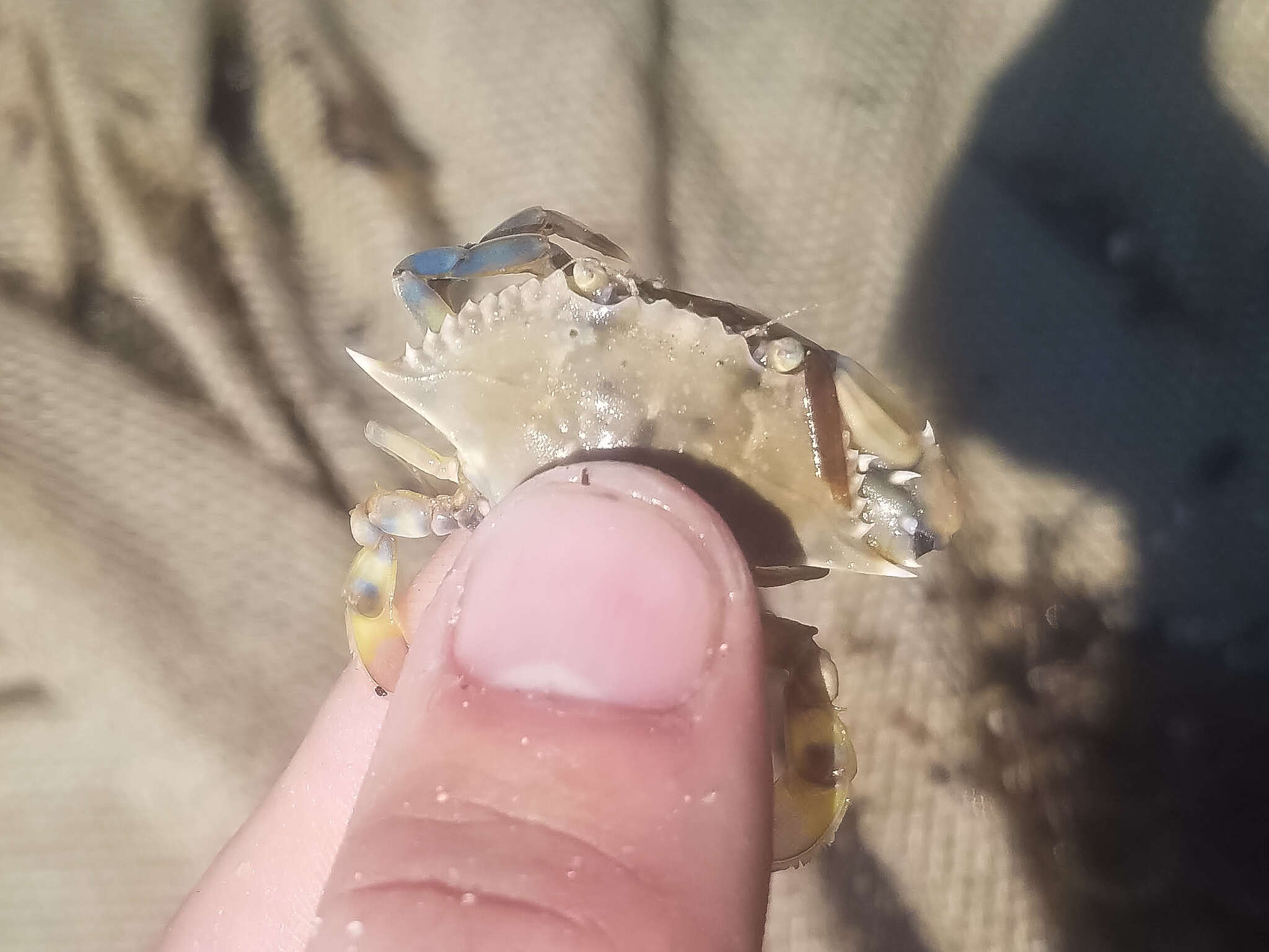 Image of ornate blue crab