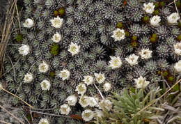 Plancia ëd Psychrophyton grandiflorum (Hook. fil.) Beauv.