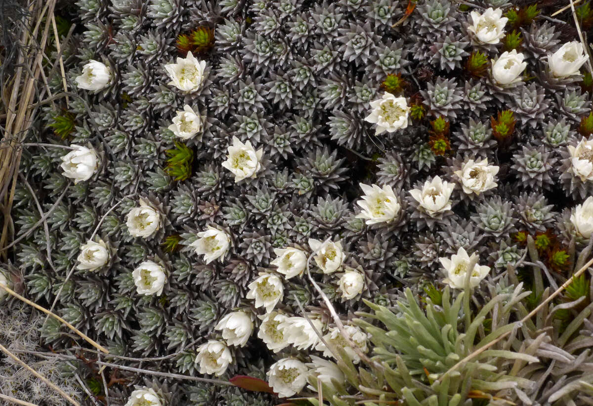 Plancia ëd Psychrophyton grandiflorum (Hook. fil.) Beauv.