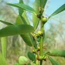 Image of Ficus reflexa Thunb.