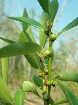 Ficus reflexa Thunb.的圖片