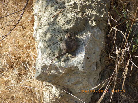 Image of California pocket mouse