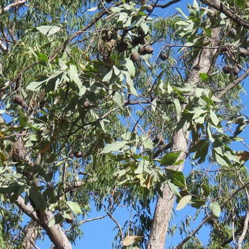 Image of Grevillea glauca Banks & Sol. ex Knight