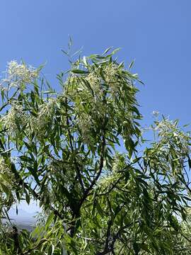 Image of fragrant ash