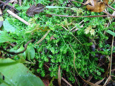 Image de Selaginella eclipes Buck