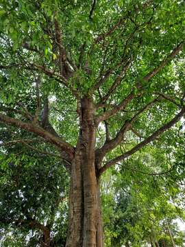 Image of Ficus amplissima Sm.