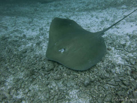 Image of Pink Whipray