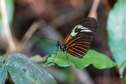 Heliconius erato amazona Staudinger 1896的圖片