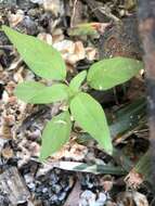 Image of Parietaria pensylvanica var. pensylvanica