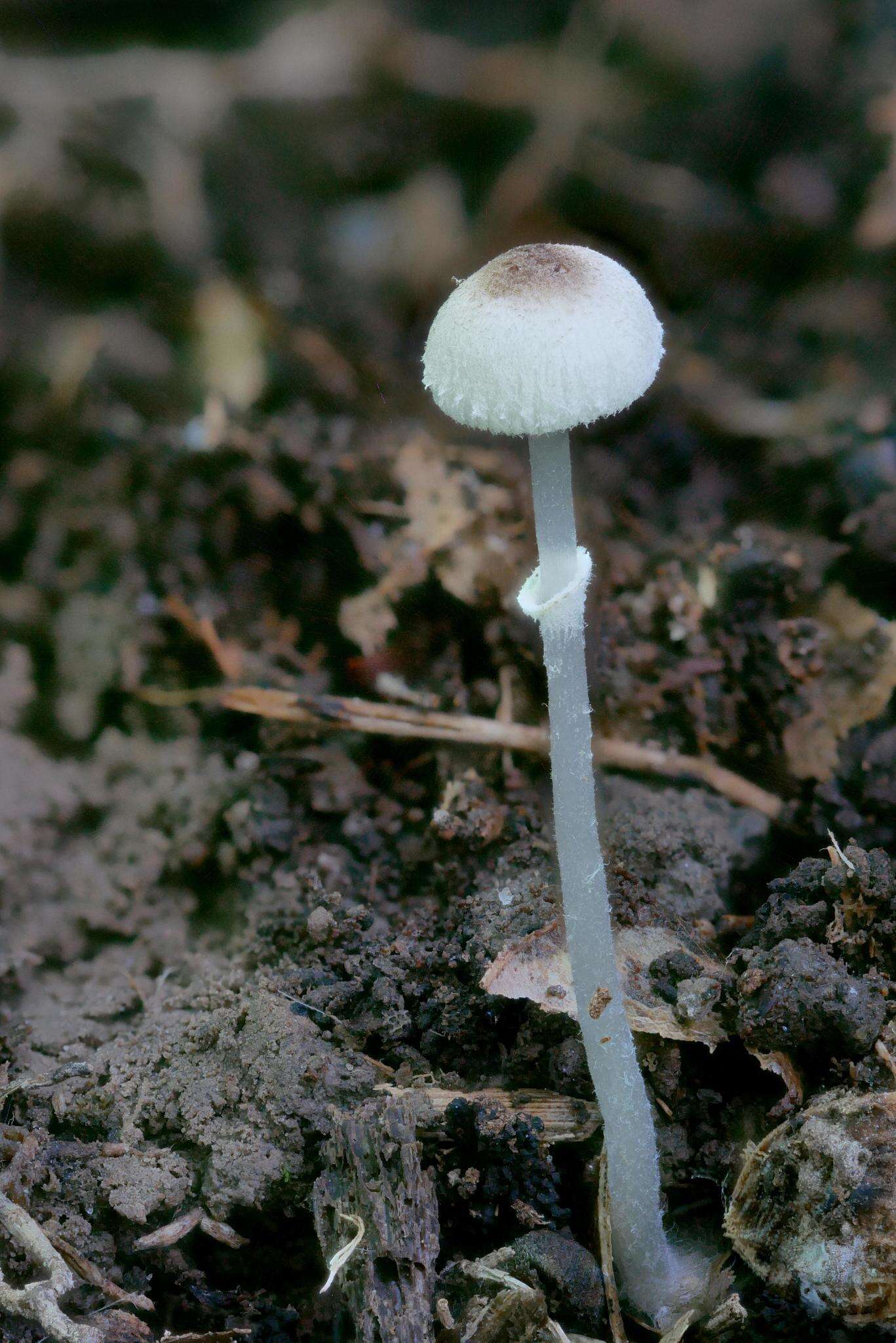 Leucoagaricus coerulescens (Peck) J. F. Liang, Zhu L. Yang & J. Xu 2010 resmi